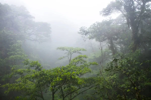 Mellersta och övre trädkronorna i den frodiga Monteverde cloud skogen i Costa Rica, med typiska täta moln — Stockfoto