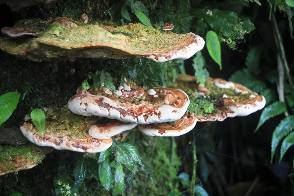 Eine Gruppe von Teufelszahnpilzen (Hydnellum peckii), die in Monteverde an der Costa Rica wachsen — Stockfoto