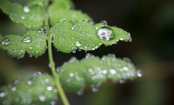Dew drops sit on a fern leaf in a dark forest — Stock Photo, Image