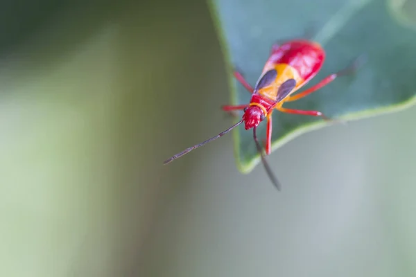 Un insecto rojo se arrastra hasta la punta de una hoja en la selva de Costa Rica — Foto de Stock