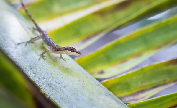 Un anole delgado (Anolis fuscoauratus, alias Norops limifrons) en una fronda de palma en Costa Rica — Foto de Stock