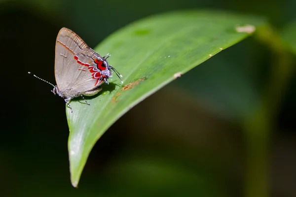 Un papillon en porte-à-faux (Calycopis drusilla) sur une feuille ensoleillée dans le parc national de Cahuita, Costa Rica — Photo