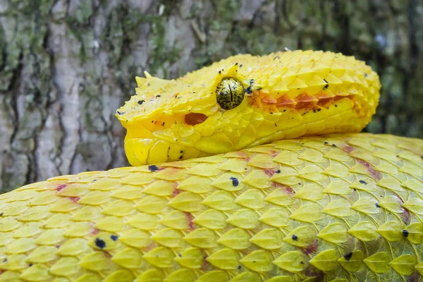 Uma víbora de cílios (Bothriechis schlegelii) repousa sobre um galho de árvore. Parque Nacional Cahuita, Costa Rica — Fotografia de Stock