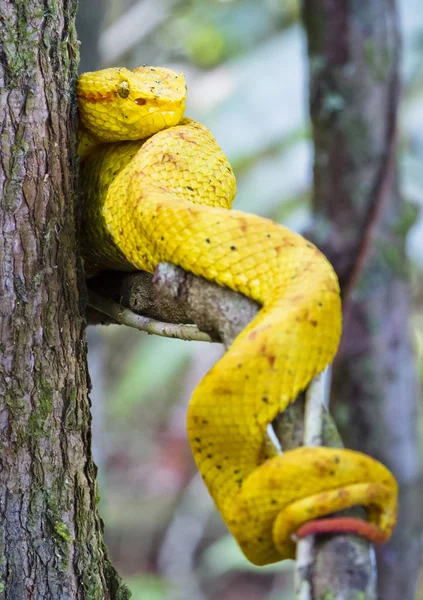 En ögonfrans viper (Bothriechis schlegelii) vilar på en trädgren. Cahuita nationalpark, Costa Rica — Stockfoto