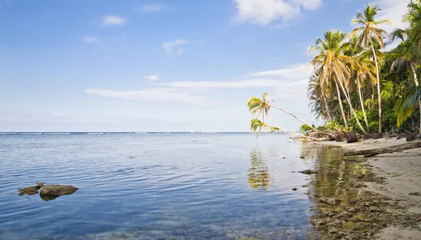 Palmbomen hangen over de Caribische zee en de ondiepe koraalriffen in het Nationaal Park Cahuita, Costa Rica — Stockfoto
