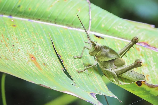 A long horned grasshopper on a banana leaf in Costa Rica — Stock Photo, Image