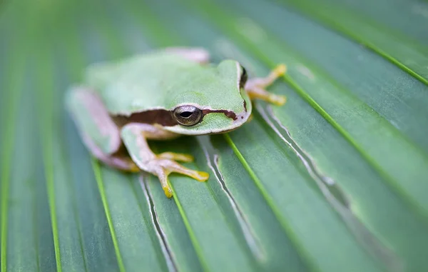 Maskované treefrog (Smilisca phaeota) na list v Talamanca, Kostarika — Stock fotografie