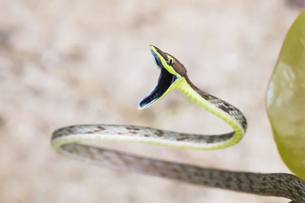 Węża brązowy winorośli (Oxybelis aeneus) w obronne wyświetlacz w Kostaryce — Zdjęcie stockowe