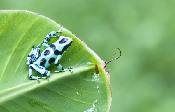 Zelené a černé Jed žába dart (Dendrobates auratus) na banánovém listu v Kostarice — Stock fotografie