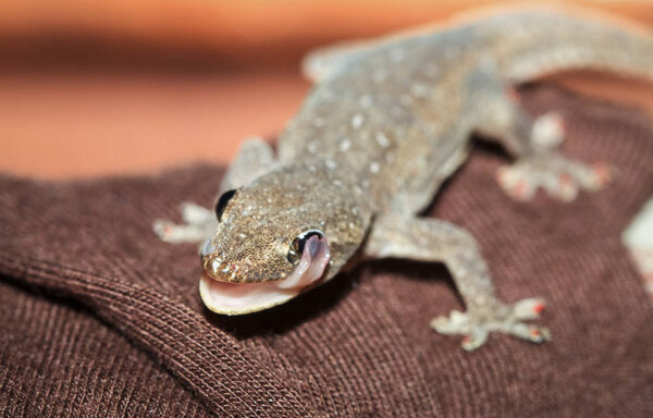 A common house gecko (Hemidactylus frenatus) licks its eye. Photographed in Costa Rica