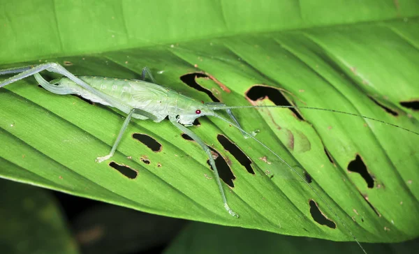Um katydid com antenas longas descansa em uma folha à noite em Costa Rica — Fotografia de Stock