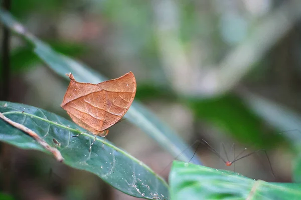 Una mariposa de hojas tropicales sobre una hoja en la selva costarricense — Foto de Stock
