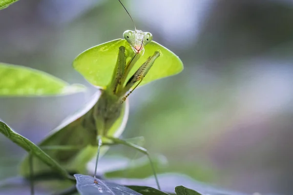Una mantis encapuchada (Choeradodis rhomboidea) en una hoja en Costa Rica — Foto de Stock