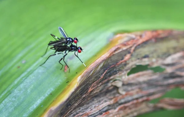 Две мухи спариваются на листе в джунглях Коста-Рики — стоковое фото