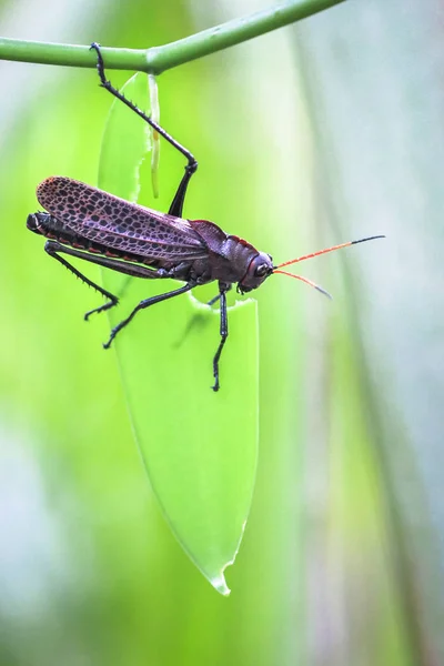 Кузнечик (Taeniopoda reticulata) свисает со стебля растения, поедая лист, Коста-Рика — стоковое фото