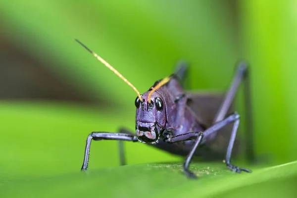 A Lubber Grasshopper (Taeniopoda reticulata) in Costa Rica — Stock Photo, Image