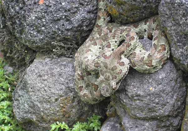 Una víbora de pestañas (Bothriechis schlegelii) descansa sobre una roca en Costa Rica —  Fotos de Stock