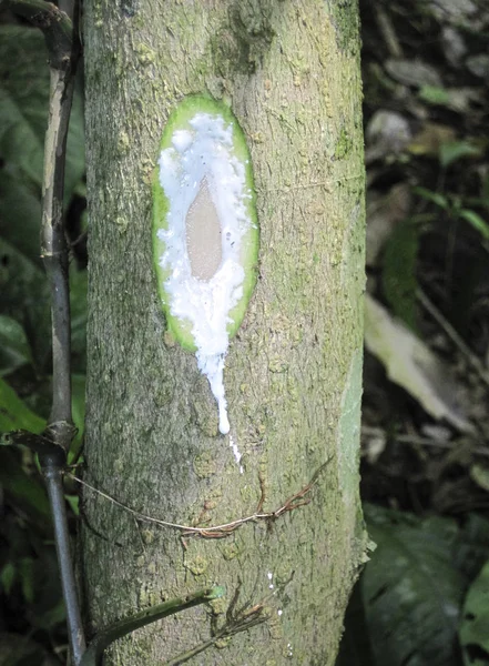 Un arbre en caoutchouc fuit un latex laiteux après avoir été coupé ouvert. Costa Rica — Photo