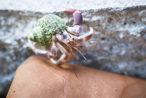 Un crabe ermite rampe sur les rochers et part sur une plage dans le parc national de Cahuita, Costa Rica — Photo