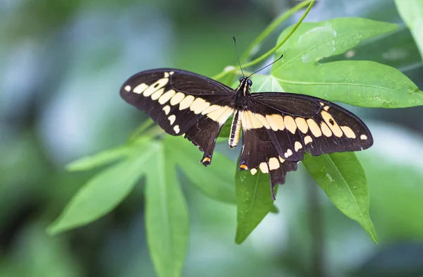 Un papillon Thoas hirondelle (Papilio thoas) atterrissant sur une feuille au Costa Rica — Photo