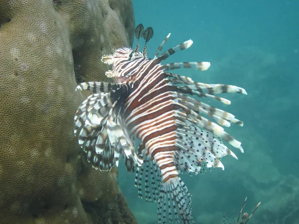 A lionfish (Pterois sp.) swims among the coral reef on the Caribbean coast of Costa Rica — Stock Photo, Image