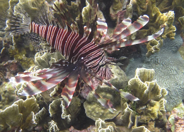 A lionfish (Pterois sp.) swims among the coral reef on the Caribbean coast of Costa Rica — Stock Photo, Image