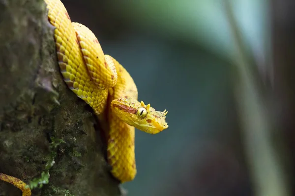 Una víbora de pestañas (Bothriechis schlegelii) se enrolla alrededor de una rama de árbol mientras espera en una emboscada. Parque Nacional Tortuguero, Costa Rica —  Fotos de Stock