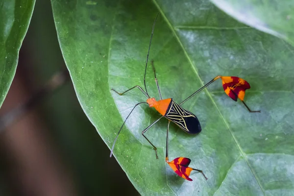 Un insecto de patas de hoja (Diactor flavolineata) sobre la vegetación en el Parque Nacional Tortuguero, Costa Rica — Foto de Stock
