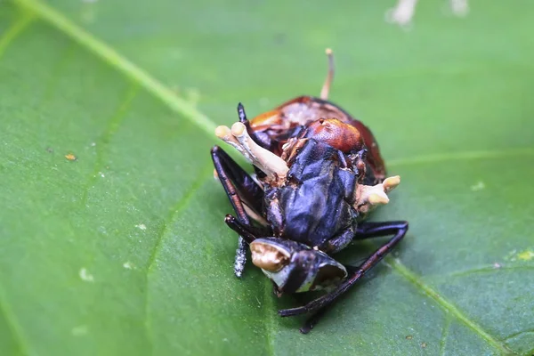 Грибок кордицепса заразил и убил это насекомое, и плодовые тела теперь прорастают, чтобы рассеять споры. Национальный парк Тачугеро, Коста-Рика — стоковое фото