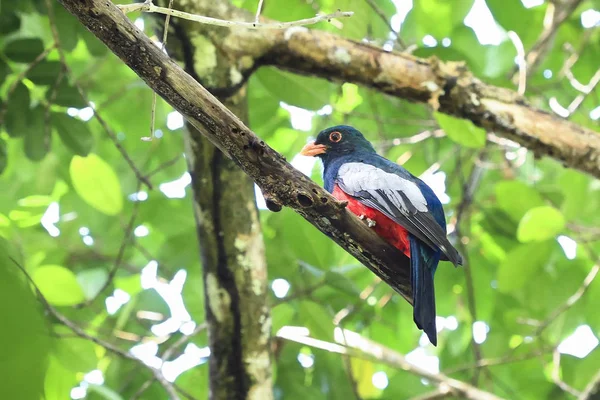 Bir erkek böğürlerin kuyruklu trogon (Trogon massena) algılamak dal Tortuguero Milli Parkı, Kosta Rika — Stok fotoğraf