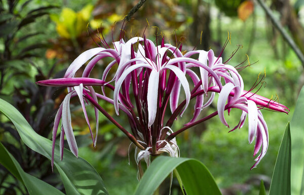 A large spider lily (Crinum sp.) растущие в джунглях Коста-Рики
