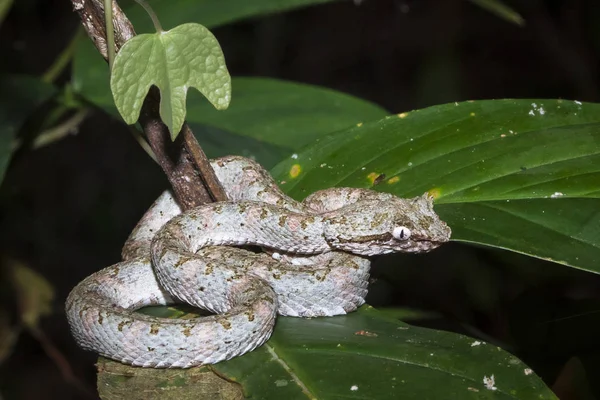 An eyelash viper (Bothriechis schlegelii) sits on a large leaf at night, waiting for an ambush. Tortuguero National Park, Costa Rica — Stock Photo, Image