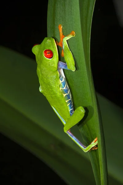 Un árbol de ojos rojos (Agalychnis callidryas) sube una gran brizna de hierba por la noche en el Parque Nacional Tortuguero, Costa Rica —  Fotos de Stock