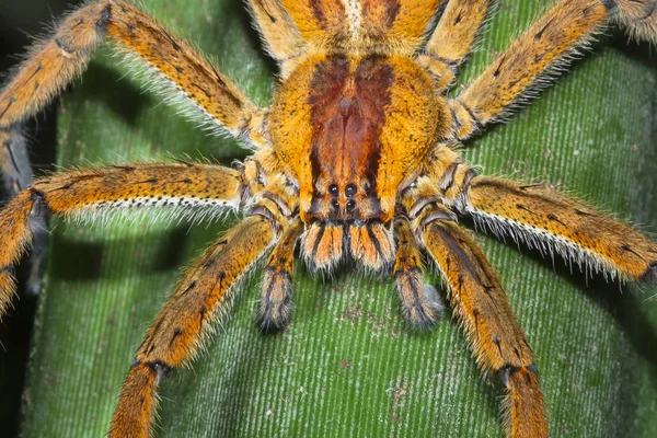 Een Braziliaanse dolende spin (Phoneutria sp.) wachten in hinderlaag op een blad bij nacht in Costa Rica — Stockfoto