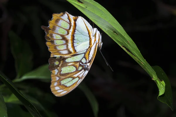 Una mariposa malaquita (Siproeta stelenes) descansa boca abajo sobre una hoja por la noche en el Parque Nacional Tortuguero, Costa Rica —  Fotos de Stock