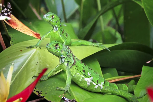 Egy pár zöld leguán (Iguana iguana) sütkérezik a szabadban, egy nagy növény Tortuguero Nemzeti Park, Costa Rica — Stock Fotó