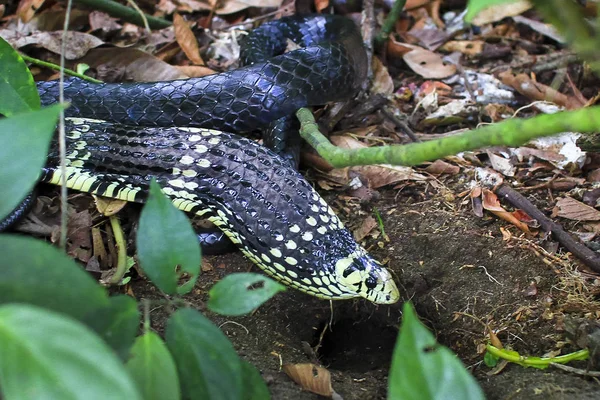 A tiger rat snake (Spilotes pullatus) inflates itself in defense to appear larger. Tortuguero National Park, Costa Rica