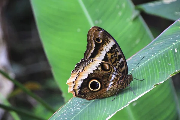 Een uil vlinder (Caligo sp.) berust op een groot blad in de jungle. Nationale Park Tortuguero, Costa Rica — Stockfoto