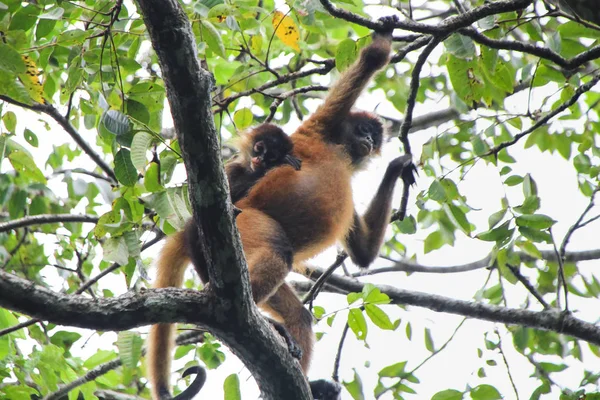 En centralamerikanska spider monkey (Ateles geoffroyi) klättrar genom träden med en baby höll fast vid ryggen. Tortuguero National Park, Costa Rica — Stockfoto