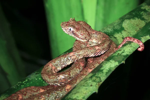 Une vipère des cils (Bothriechis schlegelii) est assise sur une feuille la nuit dans le parc national de Tortuguero, Costa Rica — Photo