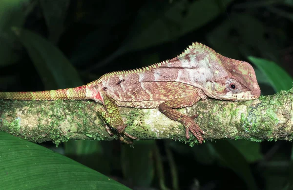 Una iguana casco (Corytophanes cristatus) descansa en una rama de árbol por la noche en el Parque Nacional Tortuguero, Costa Rica — Foto de Stock