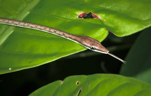 En brun vinstockar orm (Oxybelis aeneus) upp nära på natten i Tortuguero National Park, Costa Rica — Stockfoto