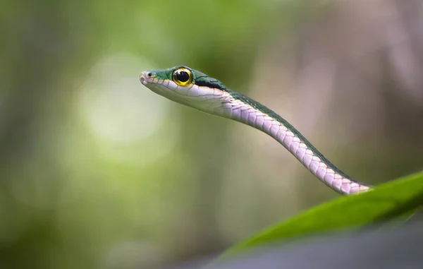 Una serpiente de loro satinada (Leptophis ahaetulla) descansa sobre el follaje de la selva. Parque Nacional Tortuguero, Costa Rica — Foto de Stock