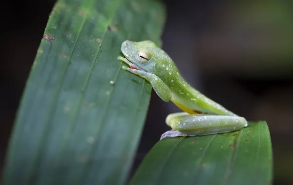 Uma rã-de-teia-escarlate (Hypsiboas rufitela) dorme entre duas folhas no Parque Nacional Tortuguero, Costa Rica — Fotografia de Stock