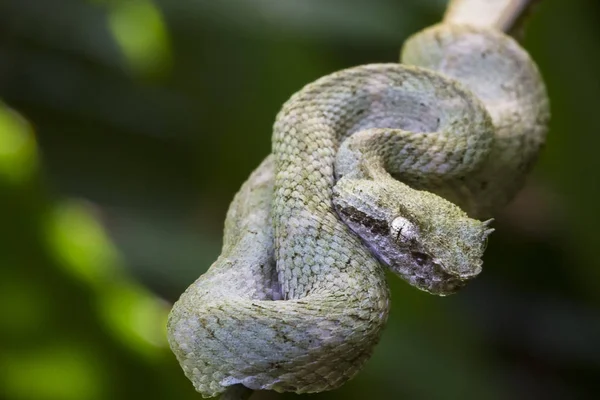 Μια οχιά eyelash (Bothriechis schlegelii) στηρίζεται σε ένα υποκατάστημα στο Tortuguero εθνικό πάρκο, Κόστα Ρίκα — Φωτογραφία Αρχείου