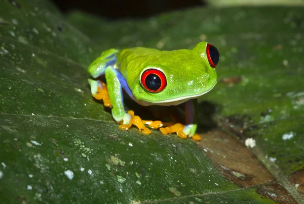 Uma rã-de-olhos-vermelhos (Agalychnis callidryas) em uma folha à noite no Parque Nacional Tortuguero, Costa Rica — Fotografia de Stock