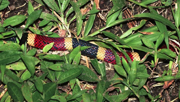 Una serpiente de coral centroamericana (Micrurus nigrocinctus) se arrastra a través de la hierba en la selva costarricense —  Fotos de Stock