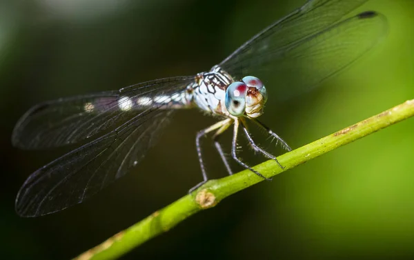 A dragonfly sits on top of a leaf stem in the sunlight. Tortuguero National Park, Costa Rica