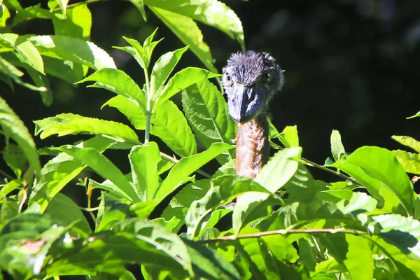 Una garza de pico pequeño (Cochlearius cochlearius) alcanza su punto máximo sobre la vegetación en un día soleado en el Parque Nacional Tortuguero, Costa Rica — Foto de Stock