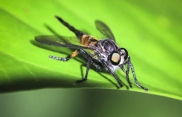 Eine Fliege sitzt auf einem großen grünen Blatt im Dschungel. tortuguero nationalpark, costa rica — Stockfoto